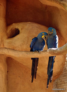 Arras bleu - Brésil